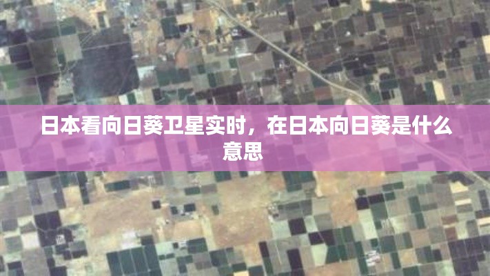 日本看向日葵衛(wèi)星實(shí)時(shí)，在日本向日葵是什么意思 
