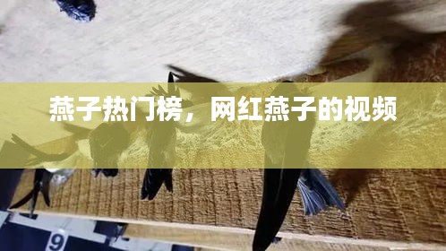 燕子熱門(mén)榜，網(wǎng)紅燕子的視頻 