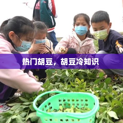 熱門胡豆，胡豆冷知識(shí) 