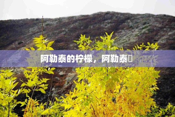 阿勒泰的檸檬，阿勒泰鱥 