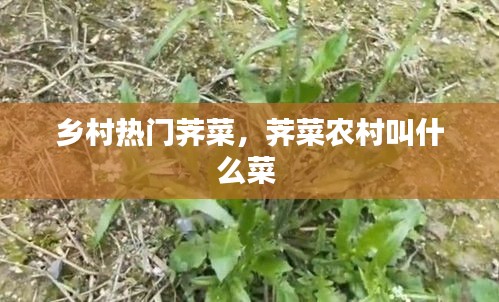 鄉(xiāng)村熱門薺菜，薺菜農(nóng)村叫什么菜 