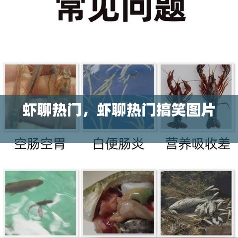 蝦聊熱門，蝦聊熱門搞笑圖片 