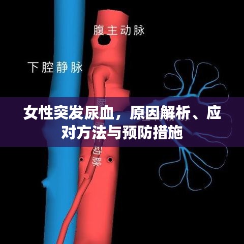 女性突發(fā)尿血，原因解析、應(yīng)對(duì)方法與預(yù)防措施