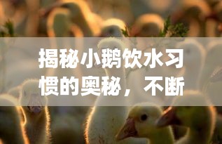 揭秘小鵝飲水習(xí)慣的奧秘，不斷水是真的嗎？