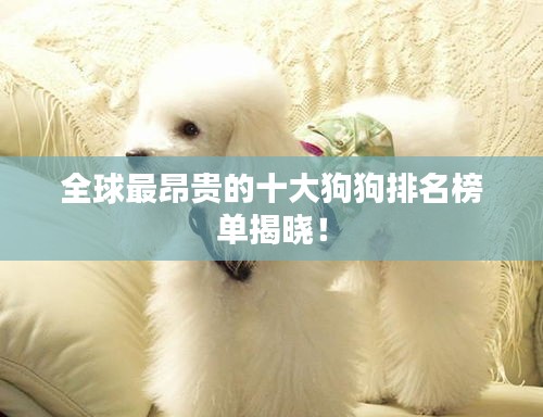 全球最昂貴的十大狗狗排名榜單揭曉！