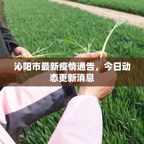 沁陽市最新疫情通告，今日動態(tài)更新消息