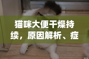 貓咪大便干燥持續(xù)，原因解析、癥狀表現(xiàn)及應對方案