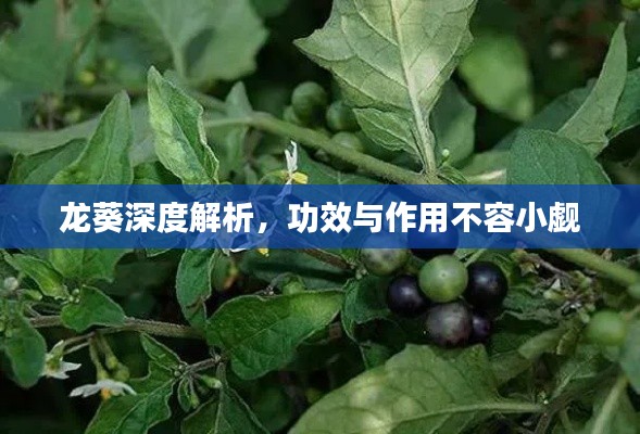 龍葵深度解析，功效與作用不容小覷