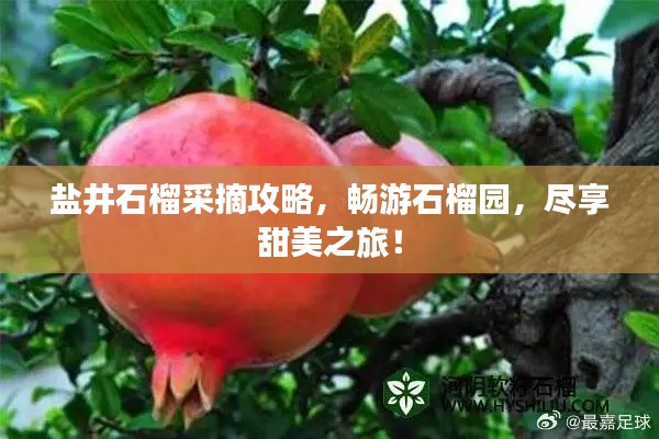 鹽井石榴采摘攻略，暢游石榴園，盡享甜美之旅！