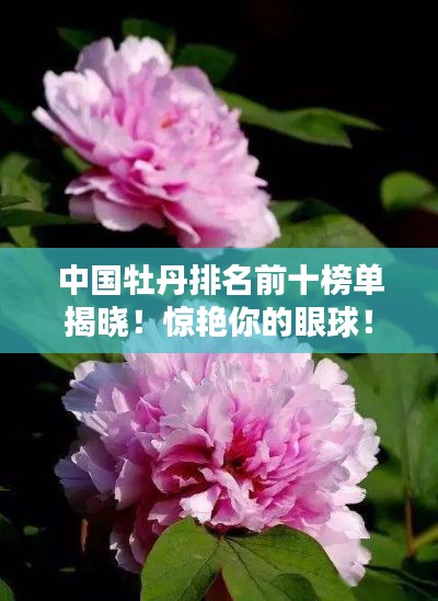 中國(guó)牡丹排名前十榜單揭曉！驚艷你的眼球！