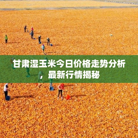 甘肅濕玉米今日價格走勢分析，最新行情揭秘