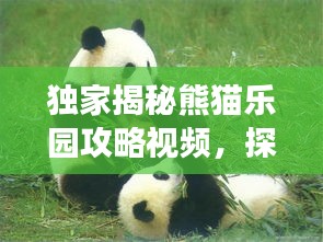 獨家揭秘熊貓樂園攻略視頻，探秘熊貓家園，必備指南助你暢游無阻！