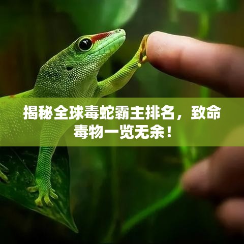 揭秘全球毒蛇霸主排名，致命毒物一覽無余！