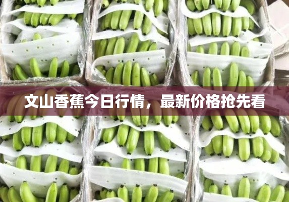 文山香蕉今日行情，最新價(jià)格搶先看