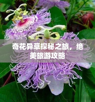 奇花異草探秘之旅，絕美旅游攻略
