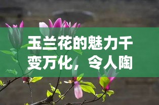 玉蘭花的魅力千變?nèi)f化，令人陶醉！