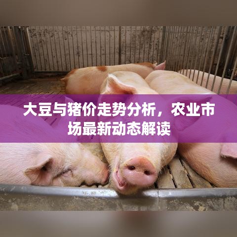 大豆與豬價走勢分析，農(nóng)業(yè)市場最新動態(tài)解讀