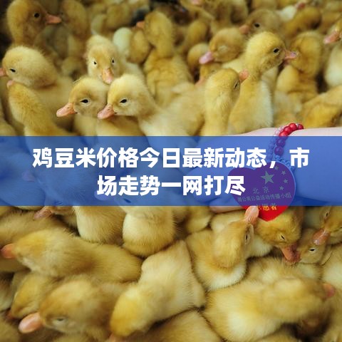 雞豆米價(jià)格今日最新動(dòng)態(tài)，市場(chǎng)走勢(shì)一網(wǎng)打盡