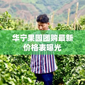 華寧果園團(tuán)購最新價格表曝光
