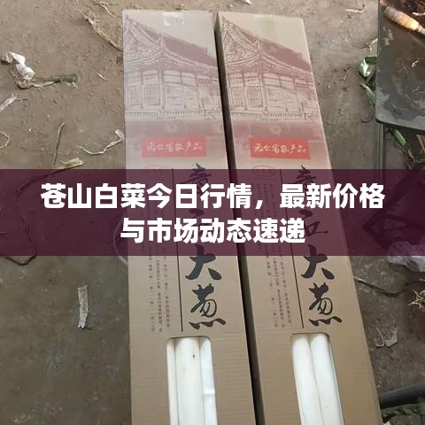 蒼山白菜今日行情，最新價格與市場動態(tài)速遞