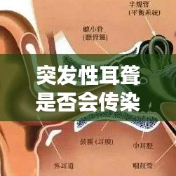 突發(fā)性耳聾是否會(huì)傳染？全面解析突發(fā)性耳聾的傳染性因素及預(yù)防措施