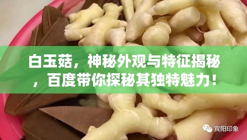 白玉菇，神秘外觀與特征揭秘，百度帶你探秘其獨(dú)特魅力！