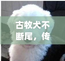 古牧犬不斷尾，傳統(tǒng)與文化的完美交融