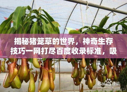 揭秘豬籠草的世界，神奇生存技巧一網(wǎng)打盡百度收錄標(biāo)準(zhǔn)，吸引目光！