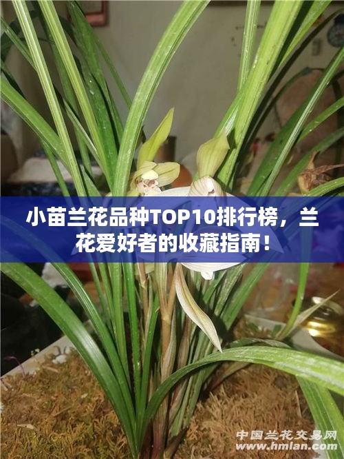 小苗蘭花品種TOP10排行榜，蘭花愛好者的收藏指南！