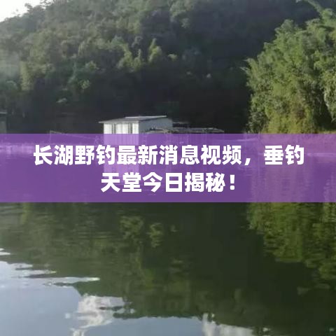 長(zhǎng)湖野釣最新消息視頻，垂釣天堂今日揭秘！