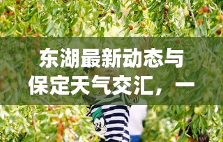 東湖最新動態(tài)與保定天氣交匯，一網(wǎng)打盡的關(guān)鍵信息