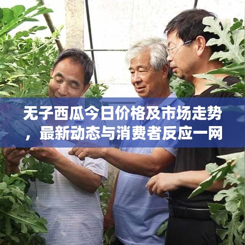 無子西瓜今日價格及市場走勢，最新動態(tài)與消費者反應一網(wǎng)打盡