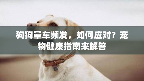 狗狗暈車頻發(fā)，如何應對？寵物健康指南來解答