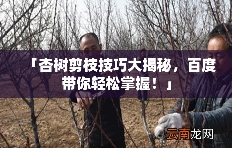 「杏樹(shù)剪枝技巧大揭秘，百度帶你輕松掌握！」