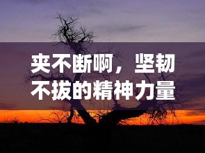 夾不斷啊，堅(jiān)韌不拔的精神力量