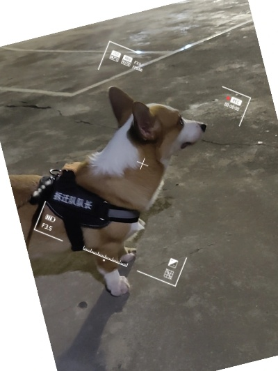 柯基版本,統(tǒng)計(jì)數(shù)據(jù)解釋定義|S_v3.952