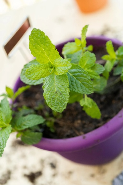 薄荷歷史版本,實踐解答解釋定義|Deluxe_v9.598