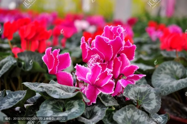 仙客來手游與和時代下載官方下載,適用設(shè)計解析&amp;增強(qiáng)版_v9.712